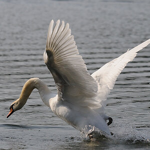 Kastenweiher Schwan01