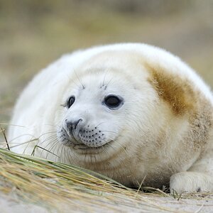 comp Helgoland 069 Dezember 2013