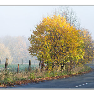 nebel