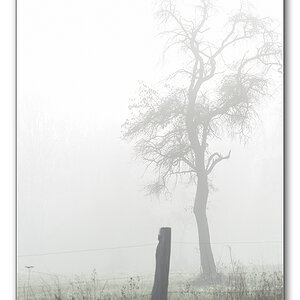 nebel2