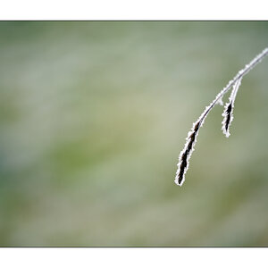 Frost PZ15438