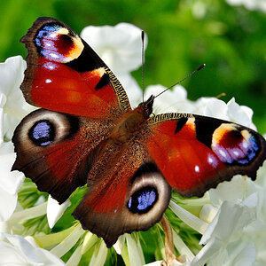 Schmetterling, Freilichtmuseum Wolfegg