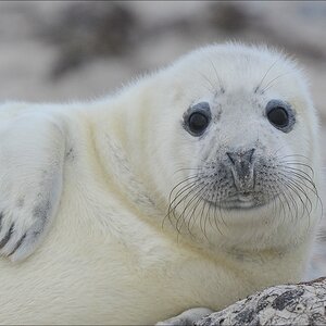 aacomp Helgoland 20121226 13082