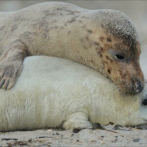 aacomp Helgoland 20121225 12596
