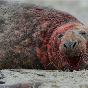 aacomp Helgoland 20121224 04667