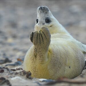 aacomp Helgoland 20121225 10599