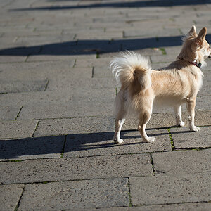 doggy