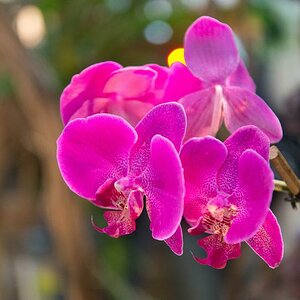 Orchideenausstellung