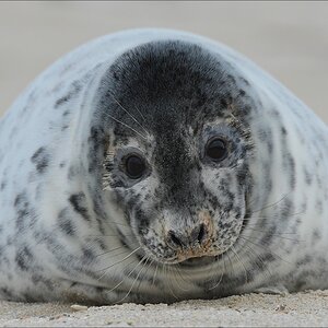 aacomp Helgoland 20130111 0969