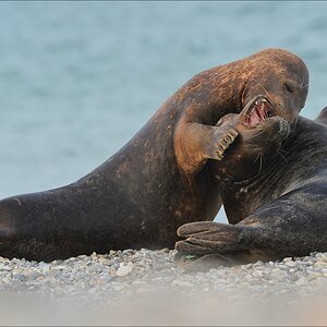 aacomp Helgoland 20130113 6124