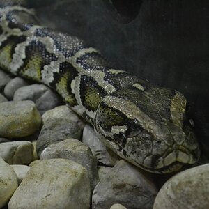 Python