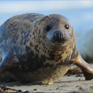 aacomp Helgoland 20130111 0573