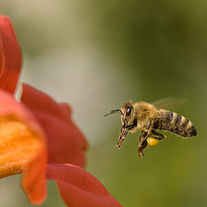 Bienenzunge (oder Rüssel?) im Anflug   
 campsis radicans - sehr beliebt bei den Kleinen :-)   
 D 70s + AF Micro Nikkor 105mm 2,8D   
 105mm  f7,1  1