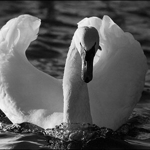 Tiere 30 12 2013 11