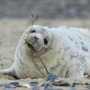 aacomp Helgoland 20121224 05010