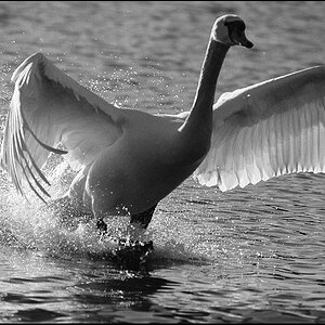 Tiere 30 12 2013 12