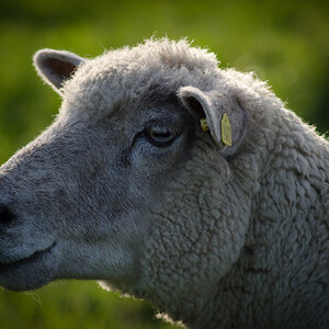 Ein scha(r)fes Portrait