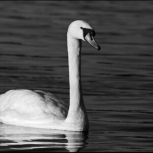 Tiere 30 12 2013 23