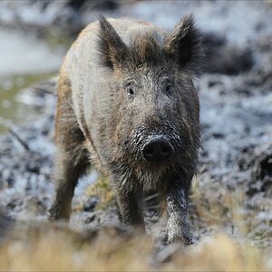 aacomp wildgehege 20130331 0121