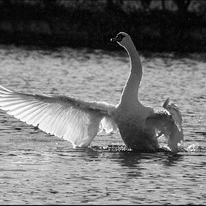 Tiere 30 12 2013 7