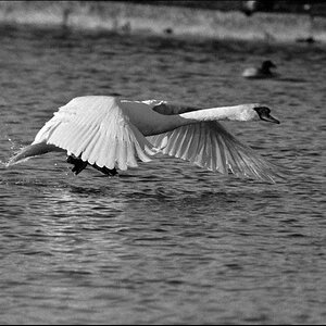 Tiere 30 12 2013 14