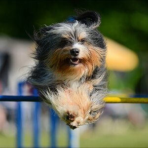 aacomp agility 20130608 0026