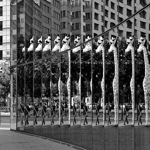 Giraffe(n) Berlin