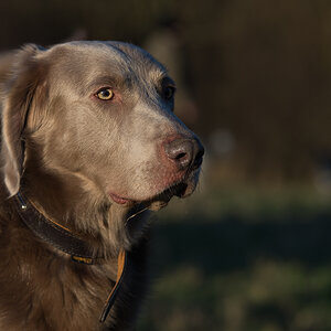 portrait1