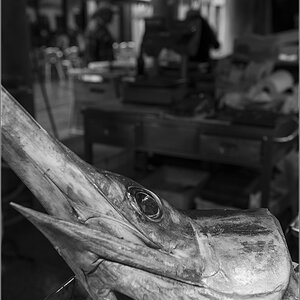 fisch sw1