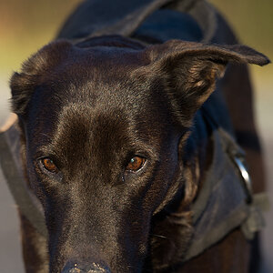 Lupa Portrait1