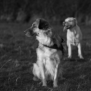 Bambi und Sina sw