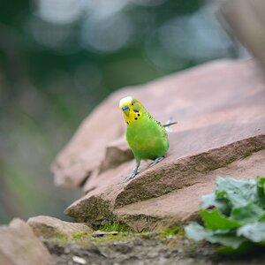 Vögel 002