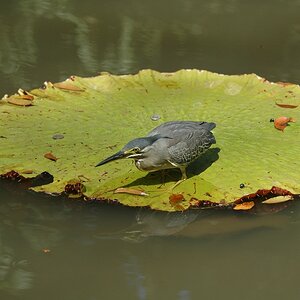 Vögel 003