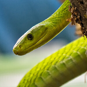Mamba