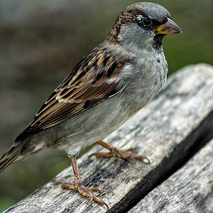 Spatz