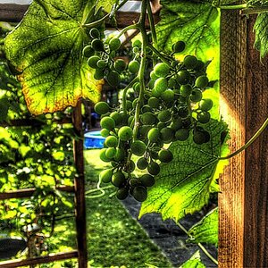 Weintrauben01