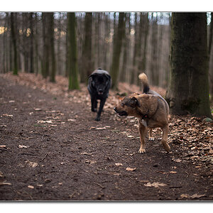 waldbild1