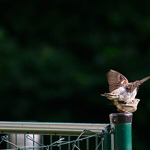Ein Spatz und sein Schatz