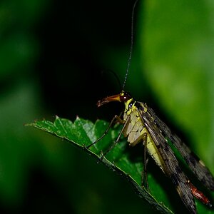 Gemeine Skorpionsfliege  - weiblich