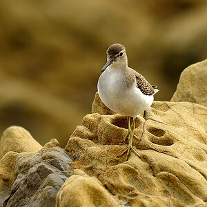 DSC 5824 Flussuferläufer San Simeon 1000