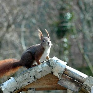 Eichhörnchen20130008 01