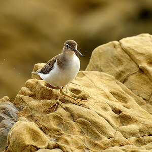 DSC 5826 Flussuferläufer San Simeon 1000