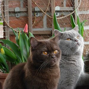 Lilly & Lennox