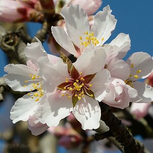 Mandelblüte 001