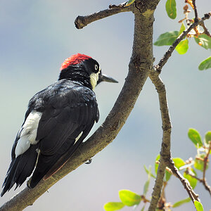 DSC 5293_Acorn woodpecker_Eichelspecht_1000