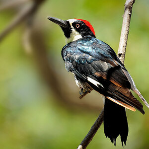 DSC 5304_Acorn Woodpecker_Eichelspecht_1000