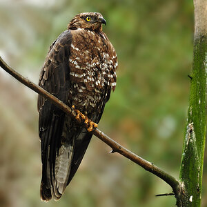 DSC 7202 Wespenbussard 1000 2