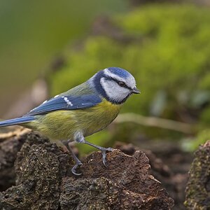 Blaumeise