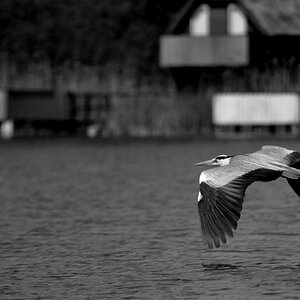 Graureiher (Mecklenburgische Seenplatte) in Zettemin auf dem Rützenfelder See. Nikon D90 und dem Nikkor AF-S DX Nikkor 55-300 mm 1:4,5-5,6G ED VR . Be
