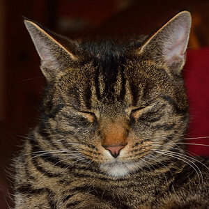 Unser Dicker, sein Name ist Rocky